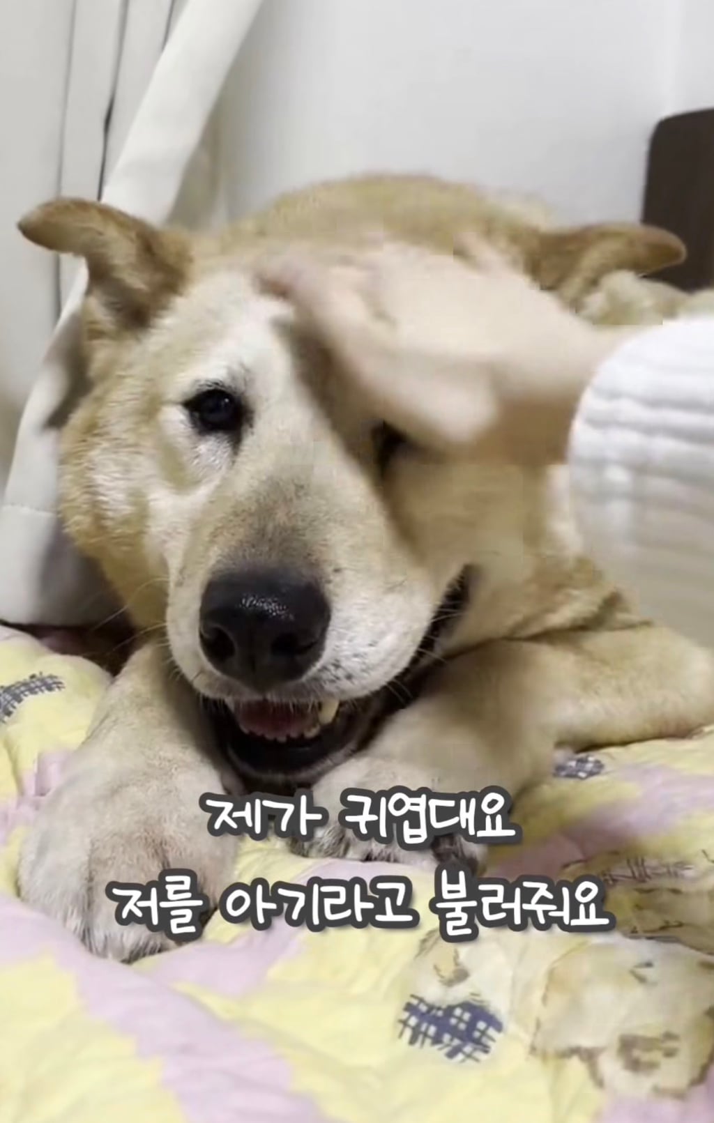 7년 쉼터생활 끝에 기적적으로 가정임보를 갔지만 오늘 다시 쉼터로 돌아가게 되어 눈물 흘리는 브라운