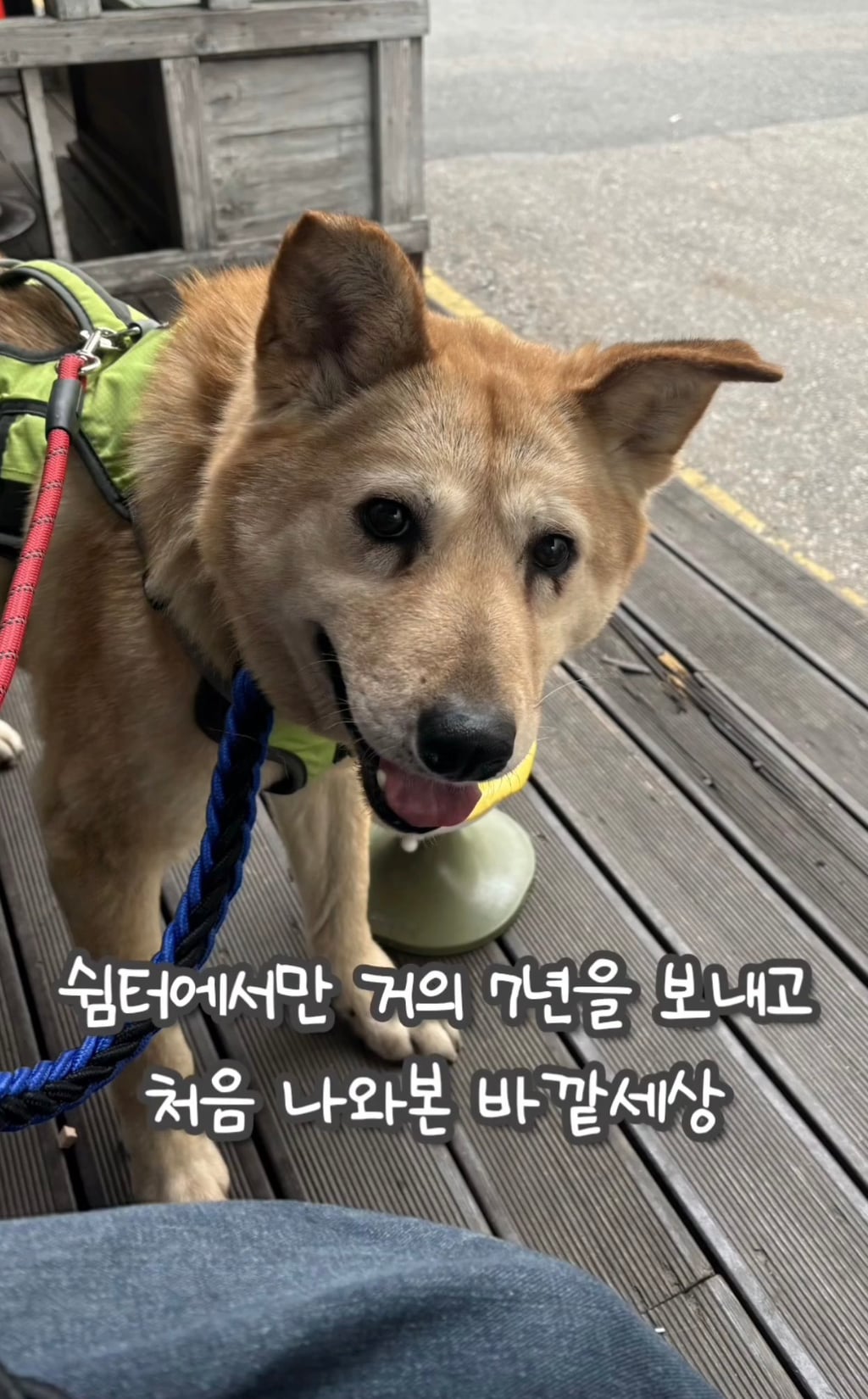 7년 쉼터생활 끝에 기적적으로 가정임보를 갔지만 오늘 다시 쉼터로 돌아가게 되어 눈물 흘리는 브라운