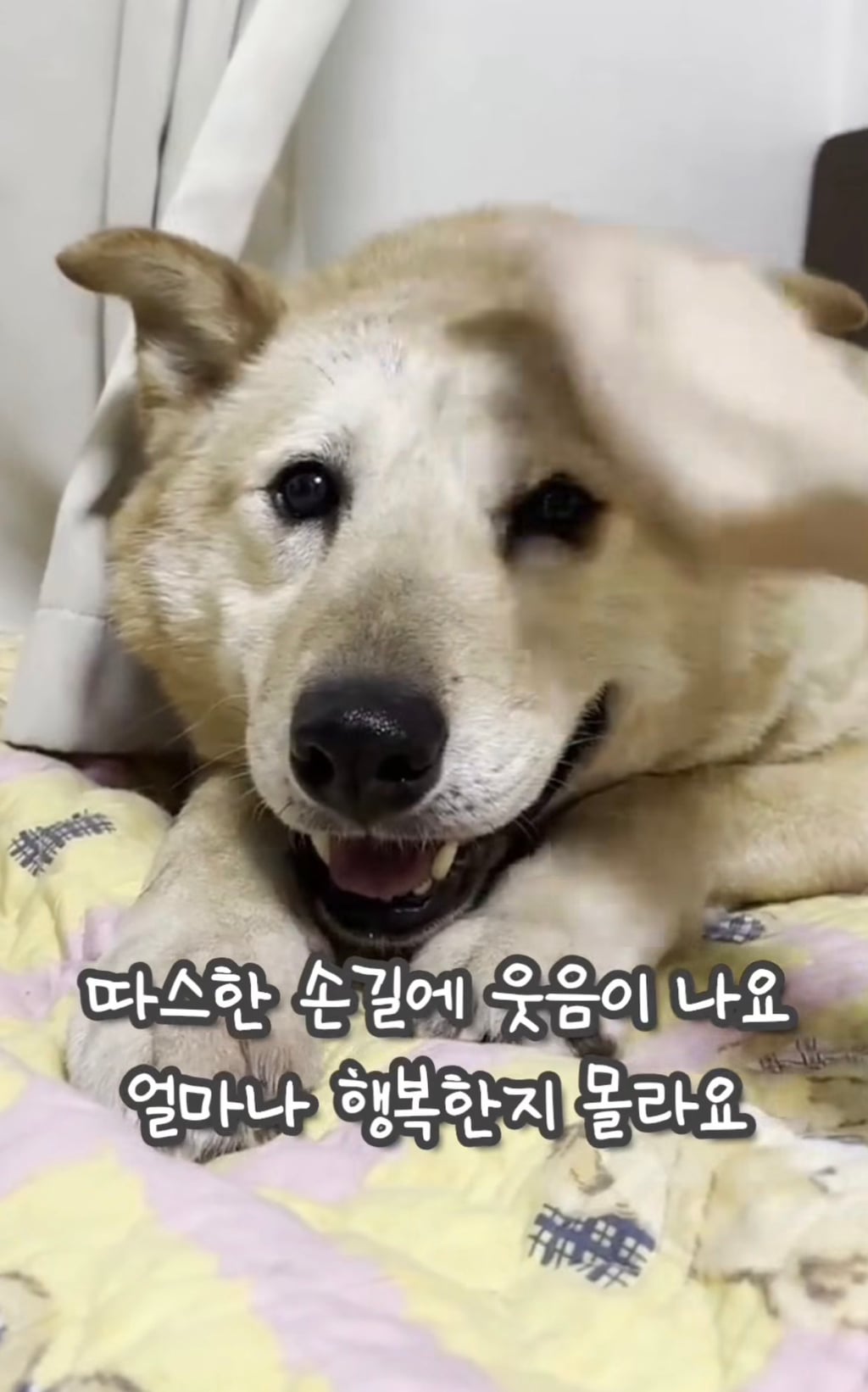 7년 쉼터생활 끝에 기적적으로 가정임보를 갔지만 오늘 다시 쉼터로 돌아가게 되어 눈물 흘리는 브라운