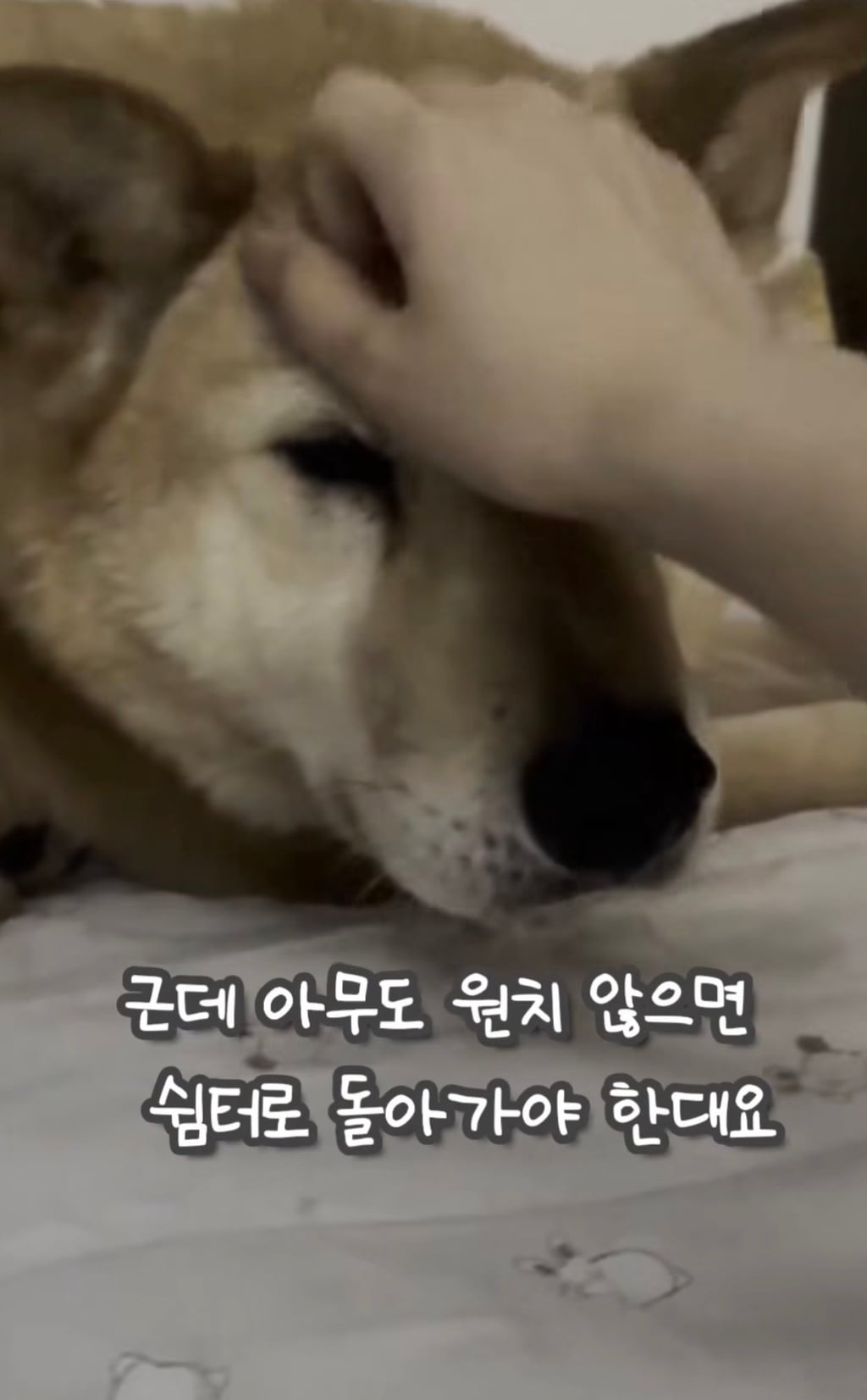7년 쉼터생활 끝에 기적적으로 가정임보를 갔지만 오늘 다시 쉼터로 돌아가게 되어 눈물 흘리는 브라운