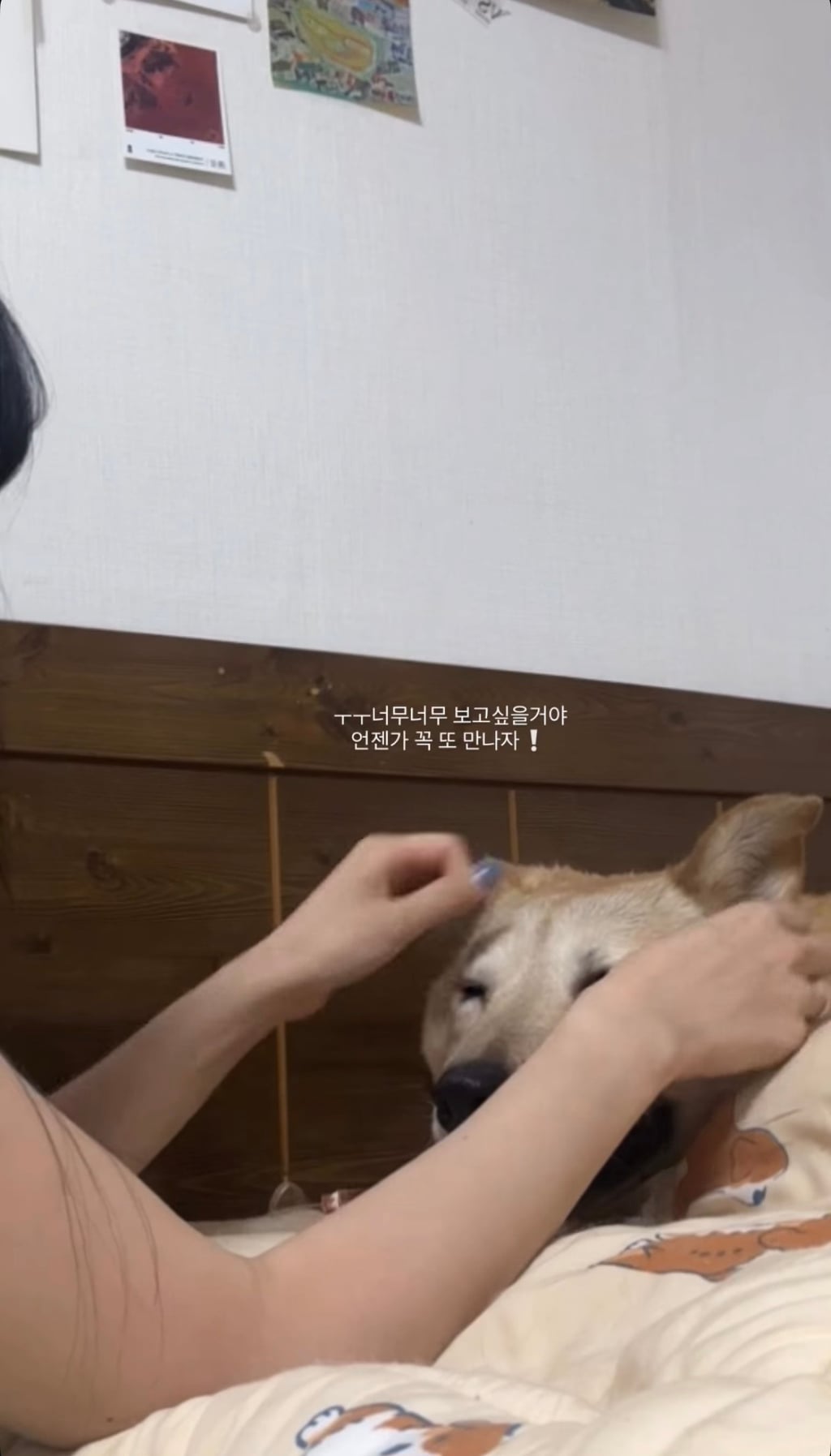 7년 쉼터생활 끝에 기적적으로 가정임보를 갔지만 오늘 다시 쉼터로 돌아가게 되어 눈물 흘리는 브라운