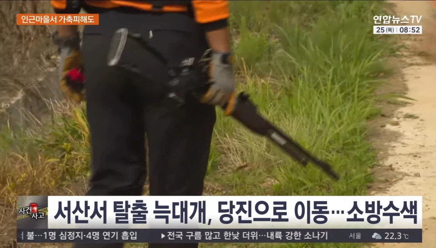 서산 늑대개 탈출
