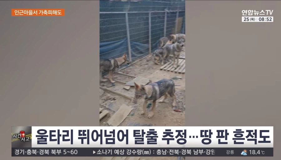서산 늑대개 탈출