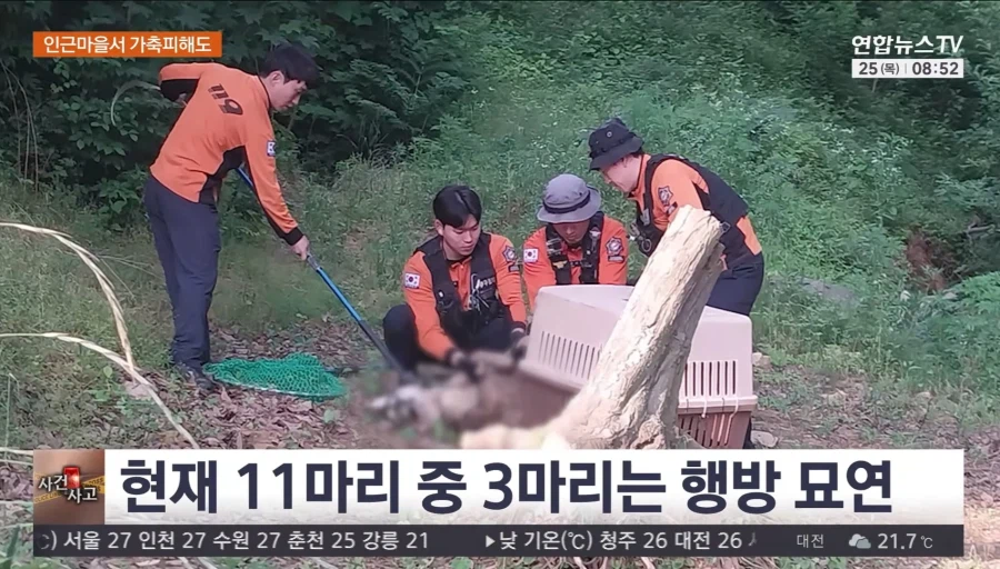 서산 늑대개 탈출