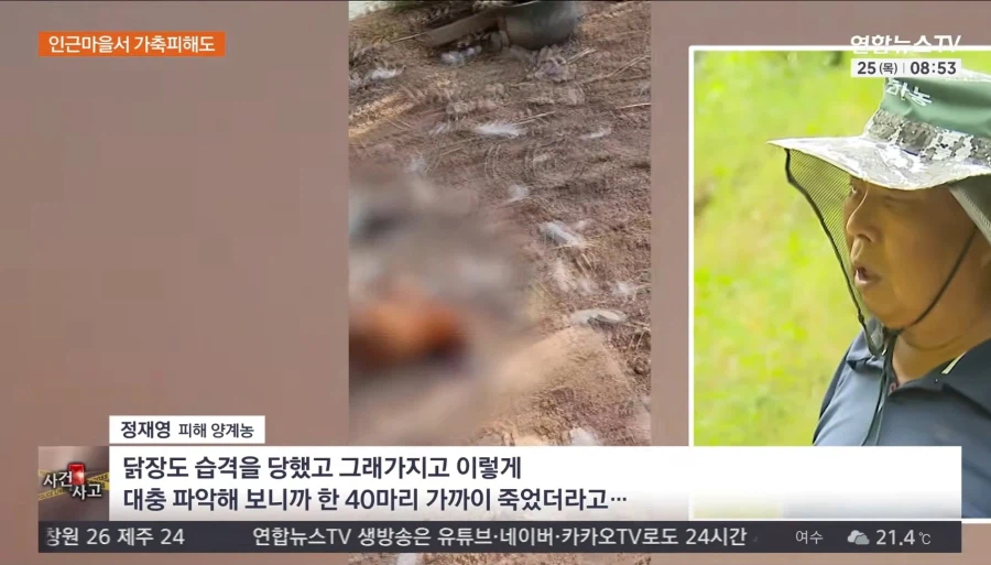 서산 늑대개 탈출