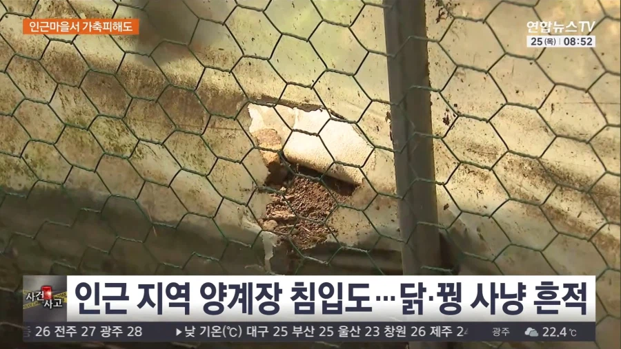 서산 늑대개 탈출