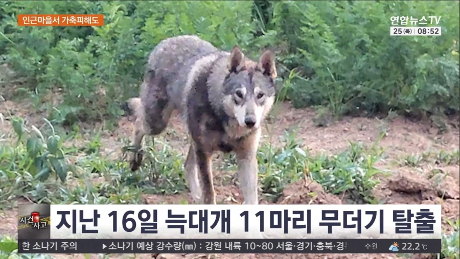 서산 늑대개 탈출