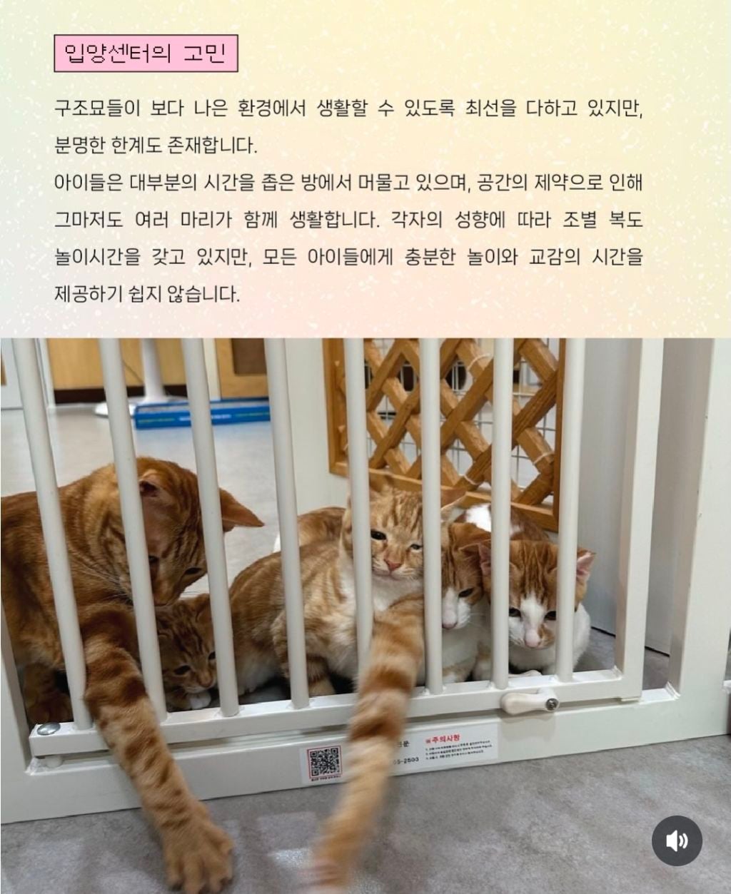 매주 토요일 고보협 입양센터 놀이봉사자 모집‼️‼️