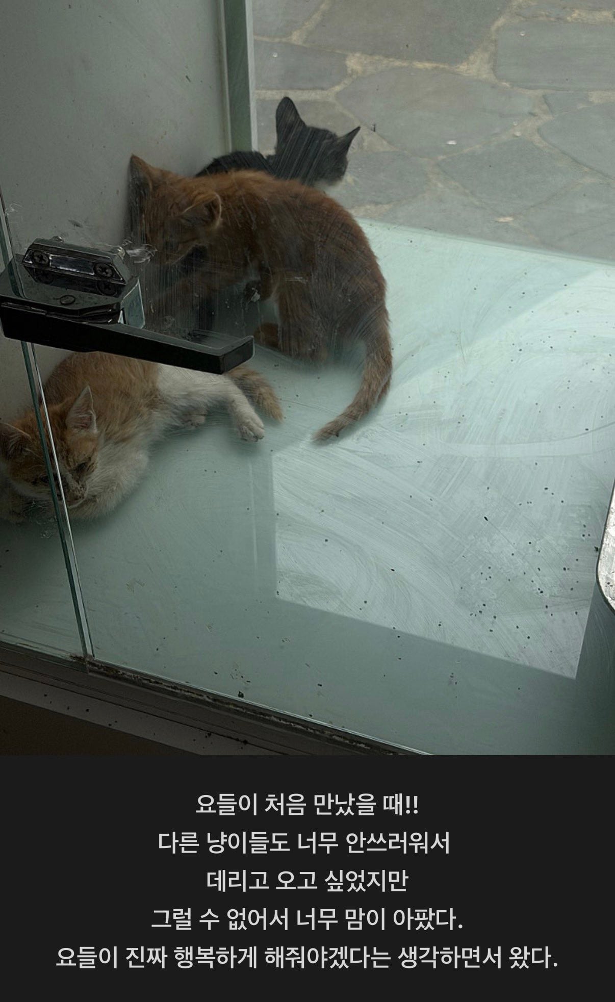 포인핸드에서 유기묘 데려온 남돌