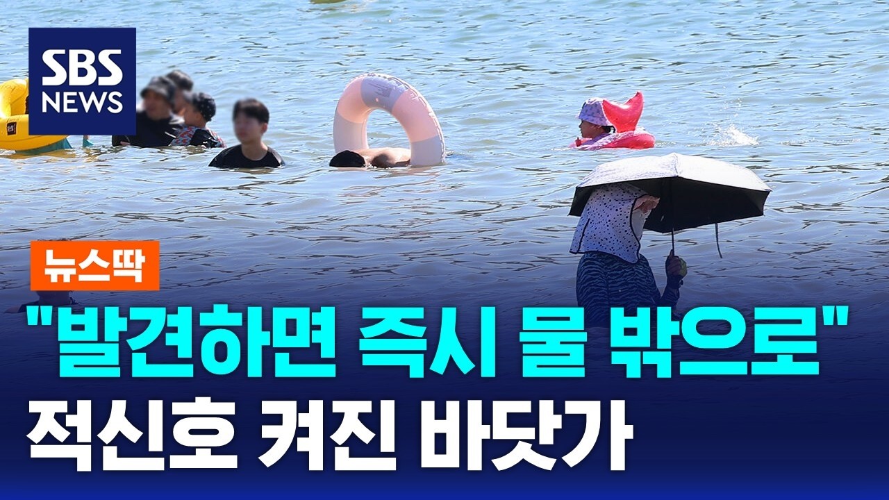 상어 '발견 즉시 물 밖으로' 비상 걸린 바닷가