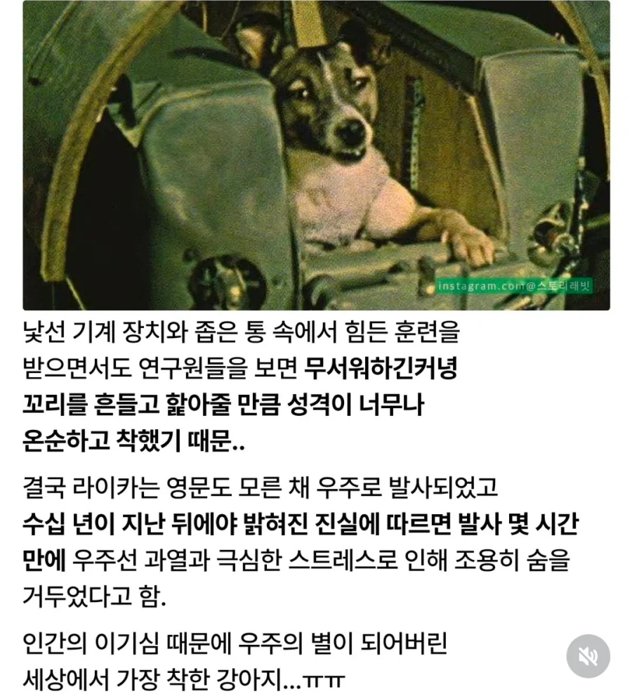 너무 착해서 우주로 가야 했던 강아지.jpg