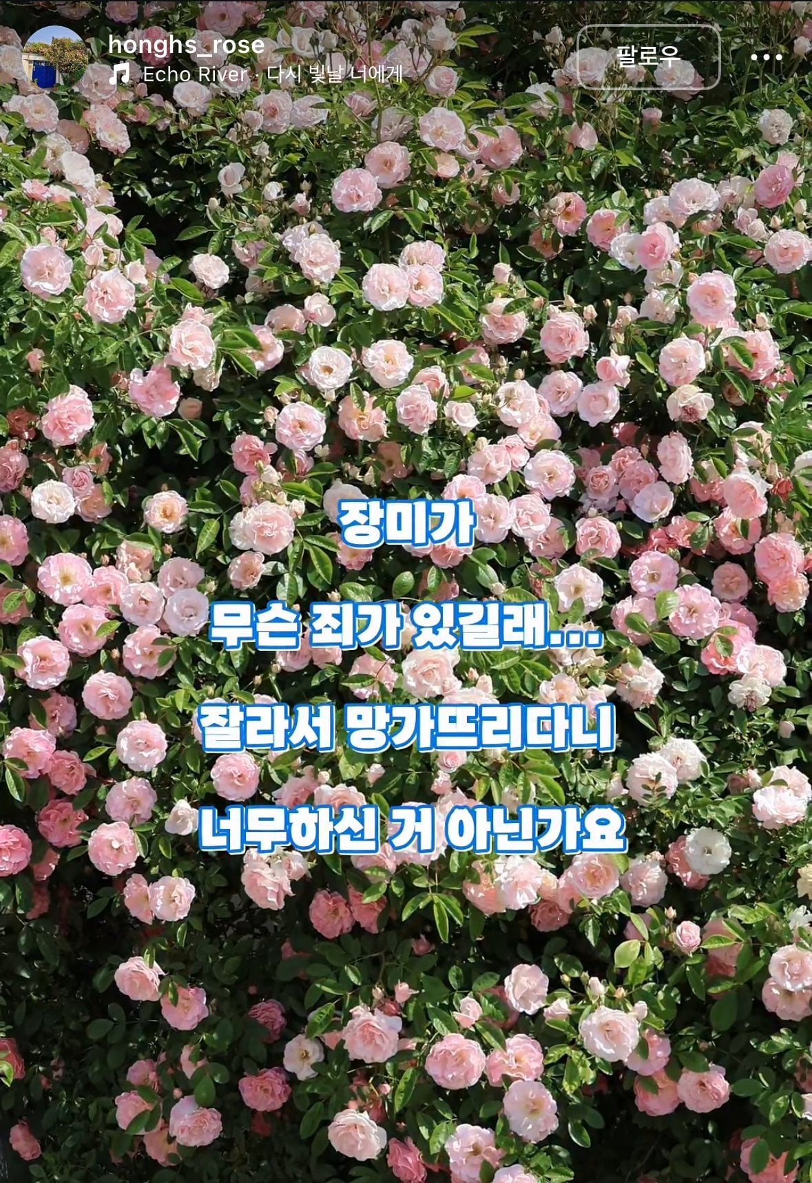 젊은 부부가 사유지 장미 무단으로 잘라서 훔쳐감