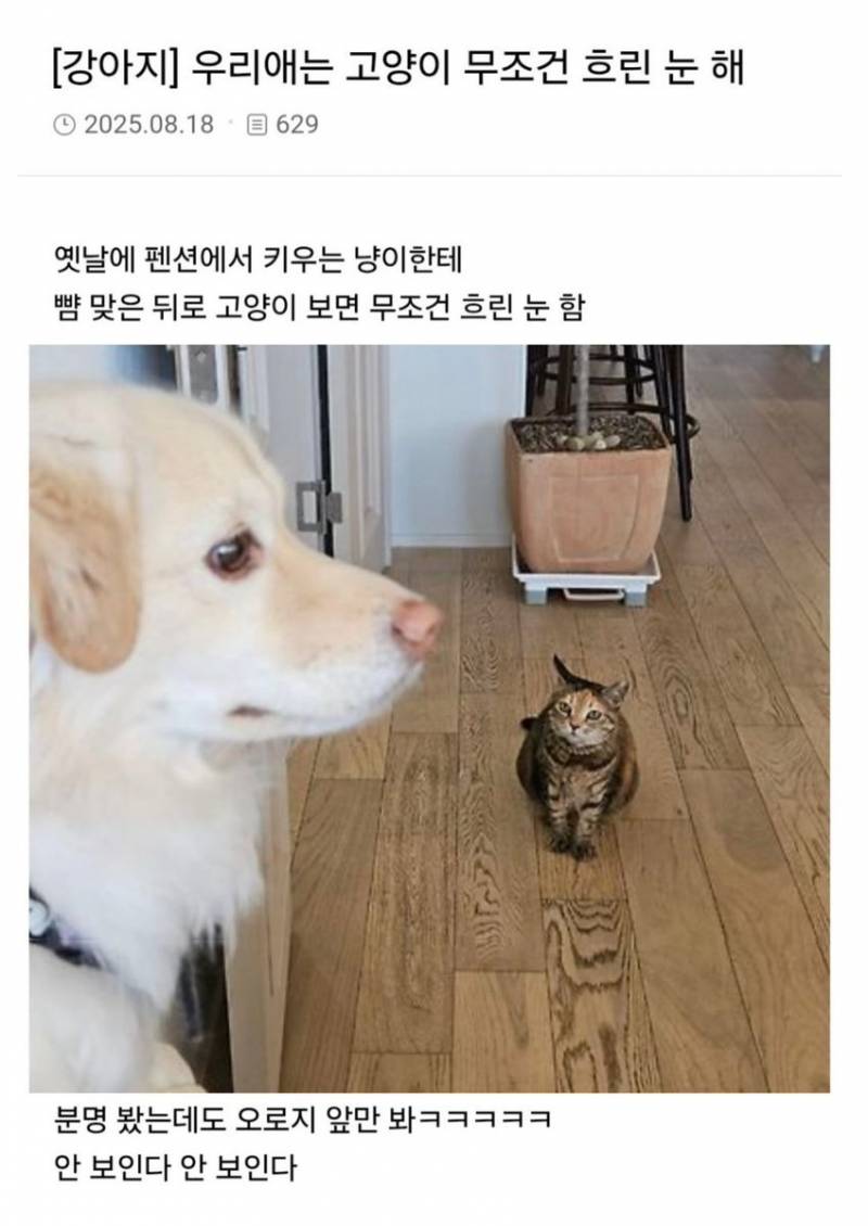 솔직히 난 성형했지만 존예고 직업 잘 선택해서 돈도 정말 많음^^