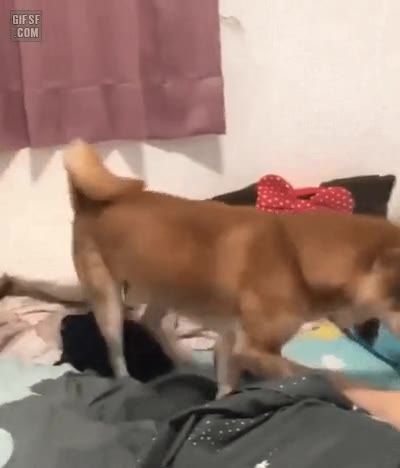 자기 소중이 주인 손에 얹어주는 시바견