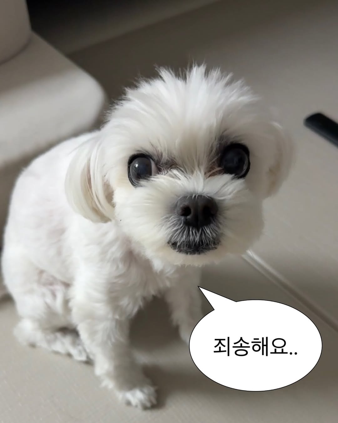 하이닉스 지금 사면 두배 먹을수 있겠죠?