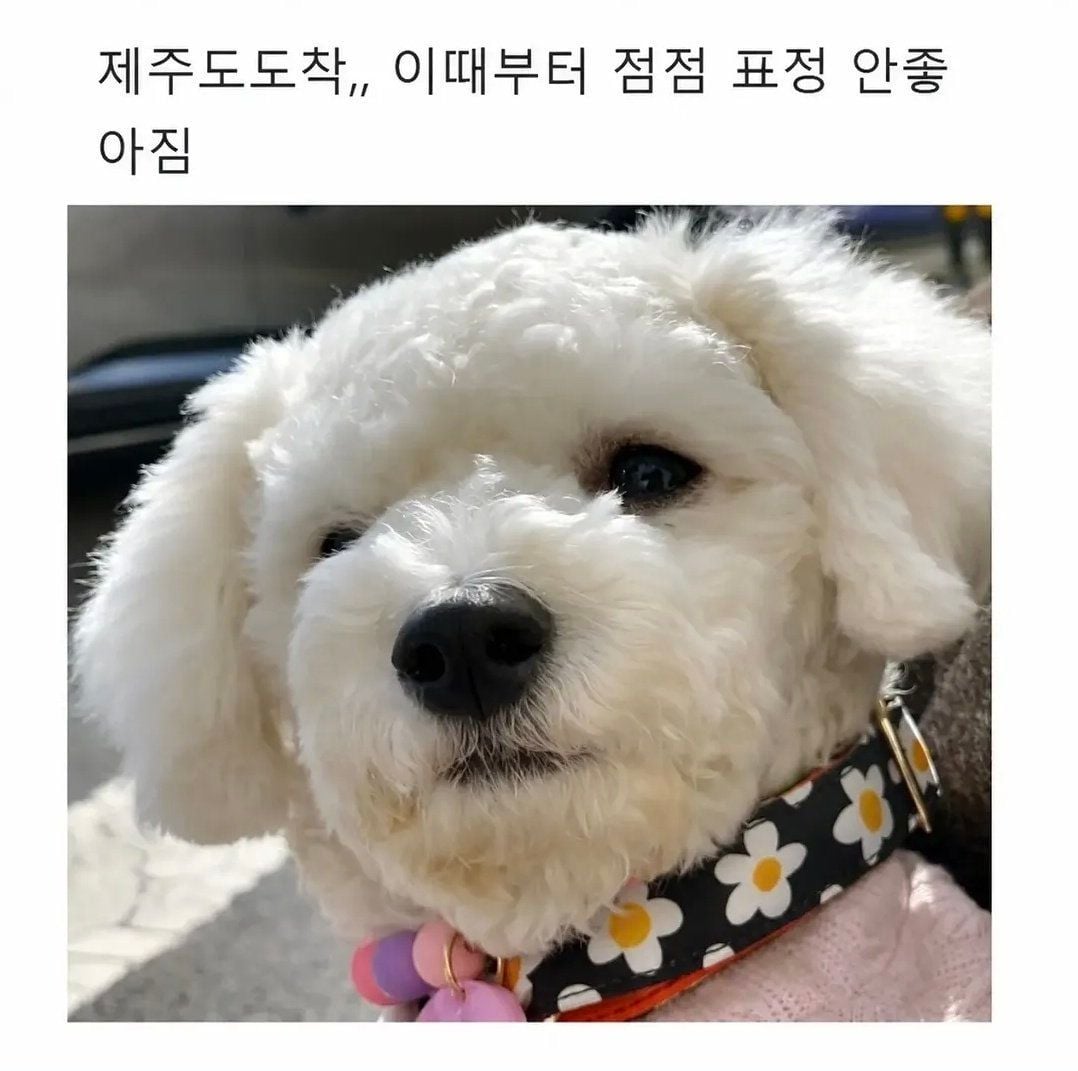 집순이 강아지를 데리고 제주도 여행