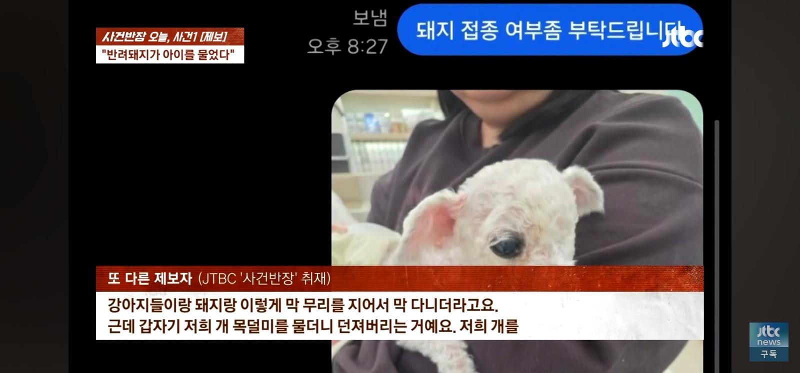 돼지물림 사고 취재가 사작되자