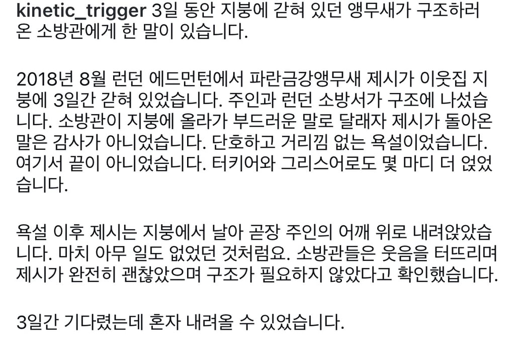 3일간 지붕에 갇혀있던 앵무새, 구조하러 온 소방관에게
