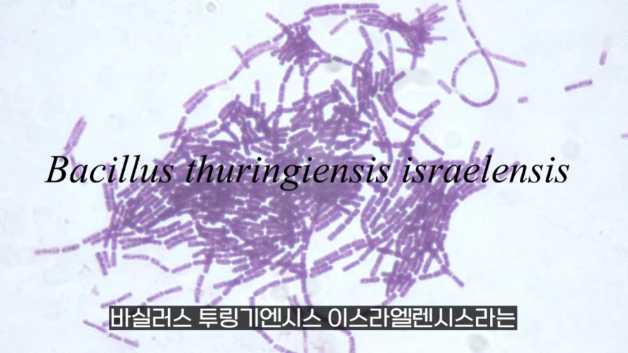 작년에 계양산을 뒤덮었던 러브버그의 천적 발견