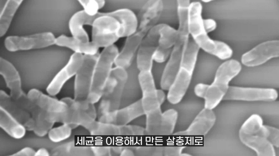 작년에 계양산을 뒤덮었던 러브버그의 천적 발견