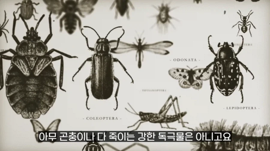 작년에 계양산을 뒤덮었던 러브버그의 천적 발견