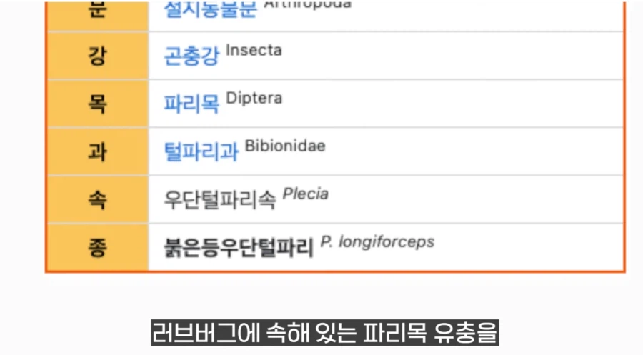 작년에 계양산을 뒤덮었던 러브버그의 천적 발견
