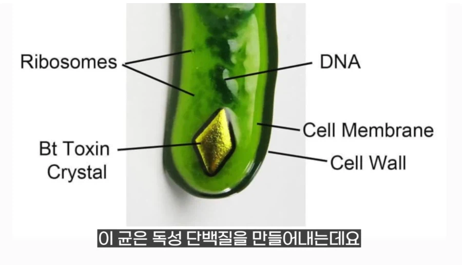 작년에 계양산을 뒤덮었던 러브버그의 천적 발견