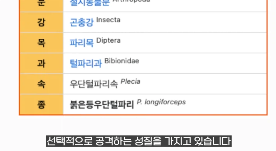 작년에 계양산을 뒤덮었던 러브버그의 천적 발견