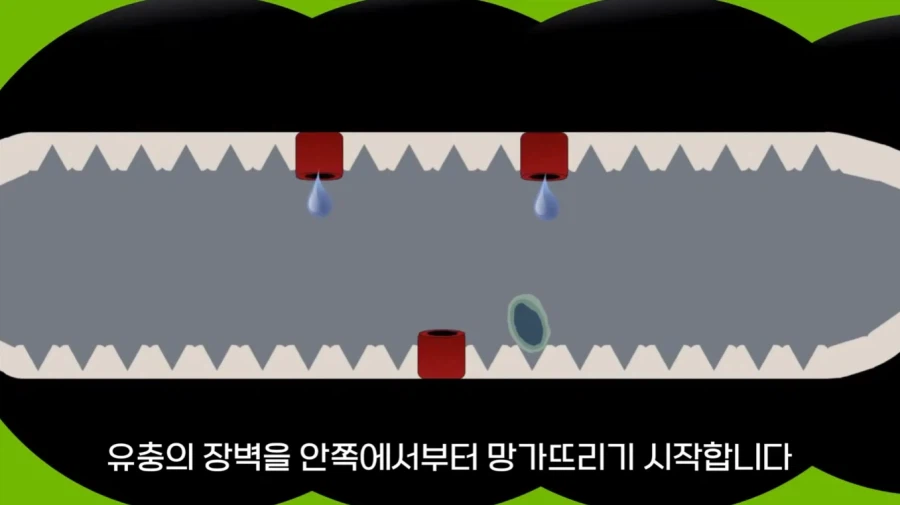 작년에 계양산을 뒤덮었던 러브버그의 천적 발견