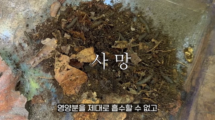 작년에 계양산을 뒤덮었던 러브버그의 천적 발견