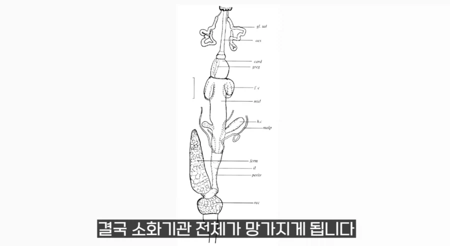 작년에 계양산을 뒤덮었던 러브버그의 천적 발견