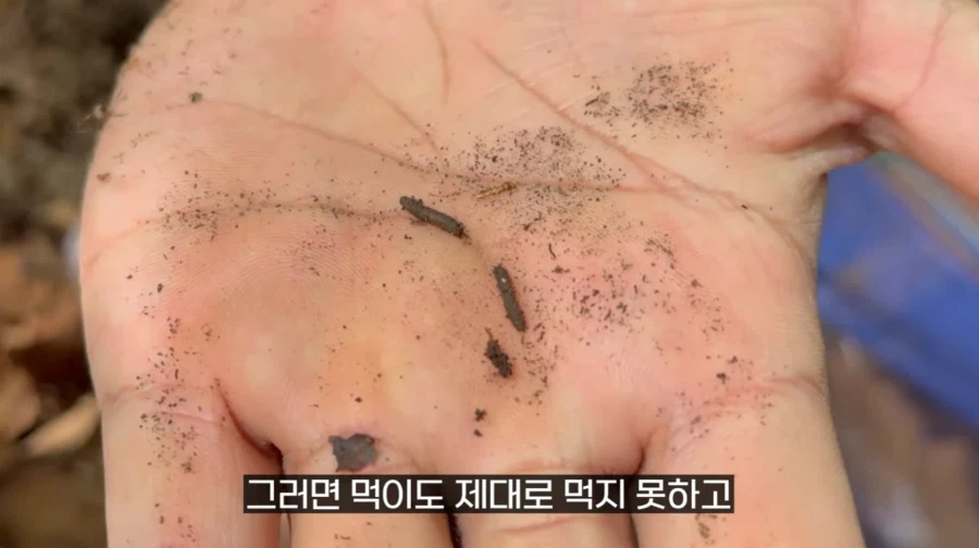 작년에 계양산을 뒤덮었던 러브버그의 천적 발견