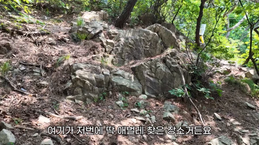 작년에 계양산을 뒤덮었던 러브버그의 천적 발견