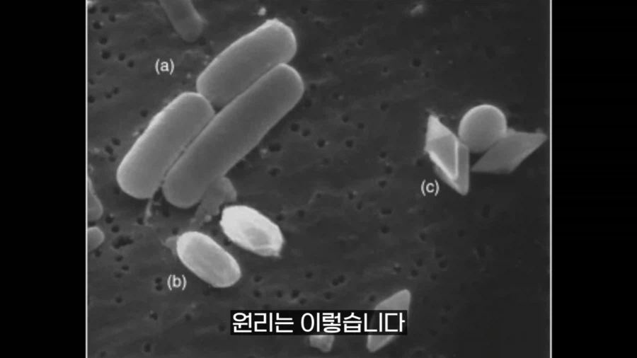 작년에 계양산을 뒤덮었던 러브버그의 천적 발견