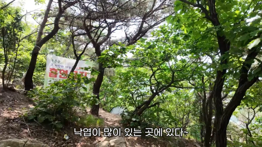 작년에 계양산을 뒤덮었던 러브버그의 천적 발견