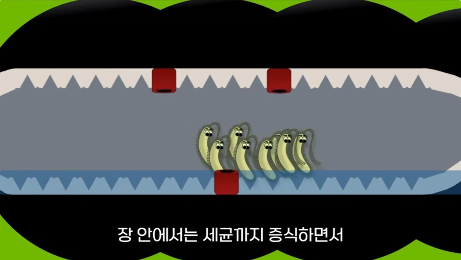 작년에 계양산을 뒤덮었던 러브버그의 천적 발견