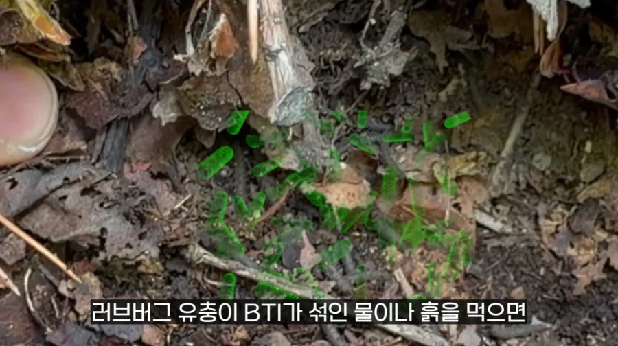 작년에 계양산을 뒤덮었던 러브버그의 천적 발견