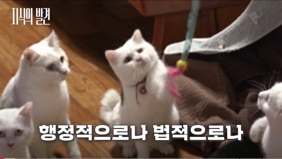 [지식의 발견] 성역이 되어버린 '길고양이'의 실체