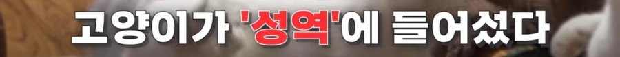 [지식의 발견] 성역이 되어버린 '길고양이'의 실체