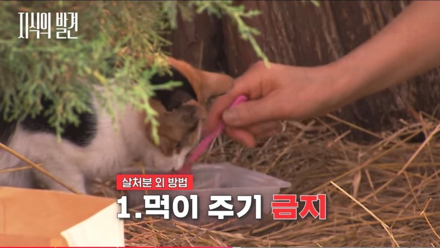 [지식의 발견] 성역이 되어버린 '길고양이'의 실체