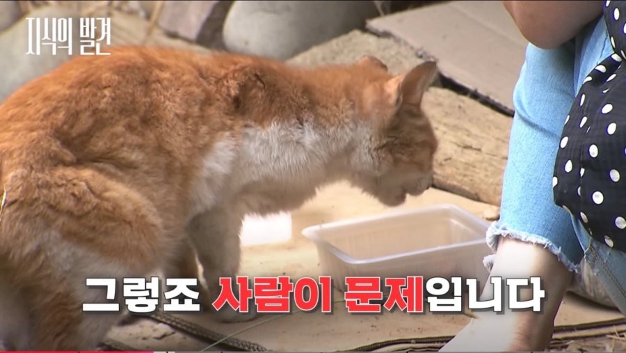 [지식의 발견] 성역이 되어버린 '길고양이'의 실체