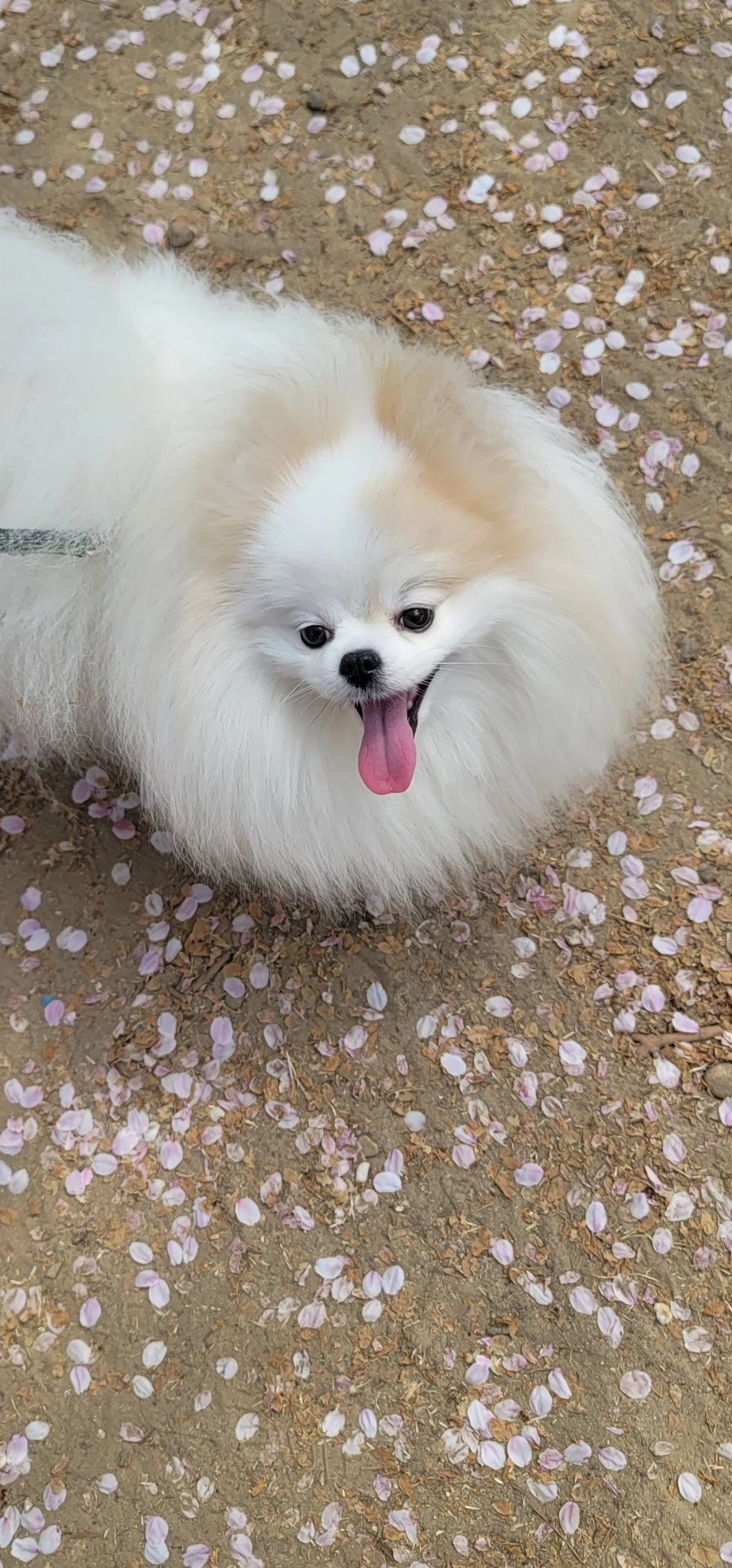 강아지 짤 10개 이상 룰 지켜도 베글 안보내주는 치사한 유게이들!!!