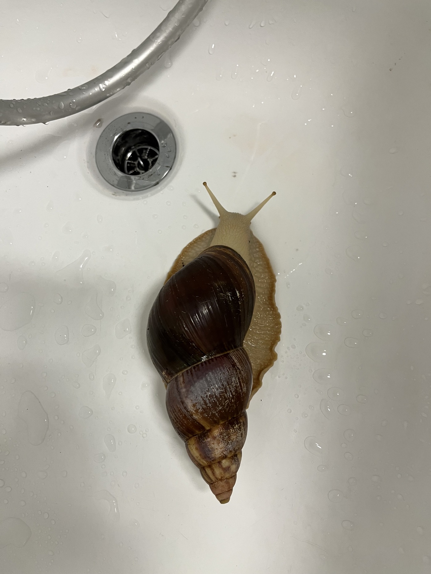 집에서 기르는 달팽이