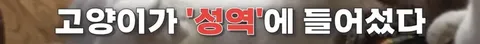 멸종위기 맹꽁이 서식지에 지자체가 벌인 일