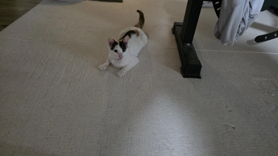 고양이)어지 실패한거 오늘 다시 시도함