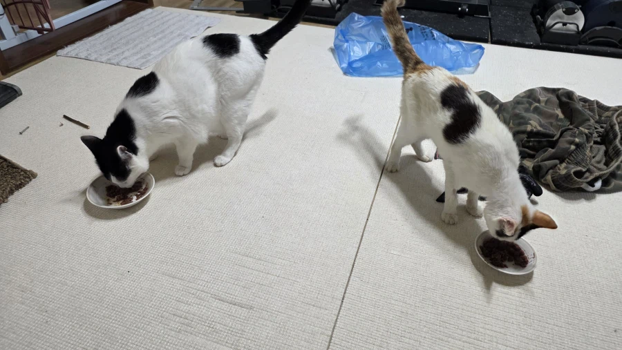 고양이)어지 실패한거 오늘 다시 시도함