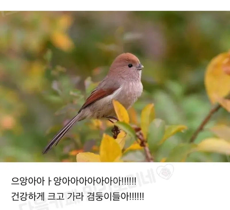 대박 우리집 하숙 들어왔는머?!