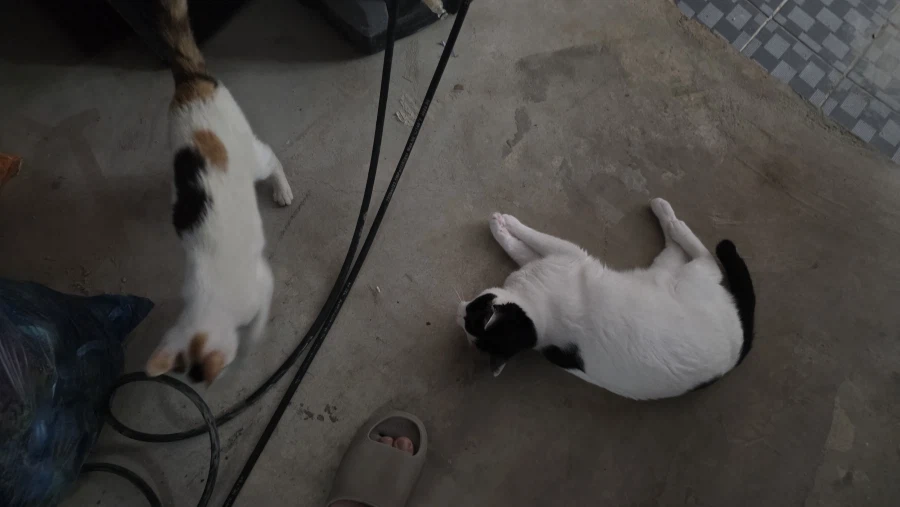 고양이)어지 실패한거 오늘 다시 시도함