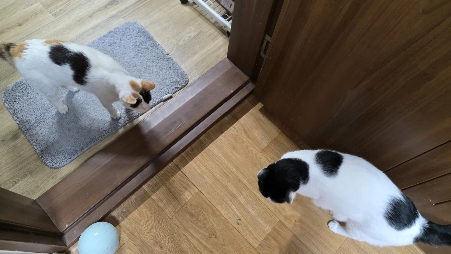 고양이)어지 실패한거 오늘 다시 시도함