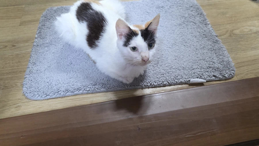고양이)어지 실패한거 오늘 다시 시도함